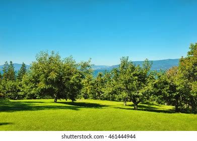 Cherry Orchard Overlooking Flathead Lake Montana Stock Photo (Edit Now ...