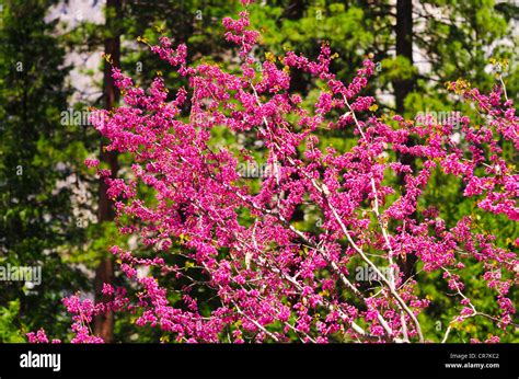 Western Redbud Cercis Occidentalis Yosemite National Park