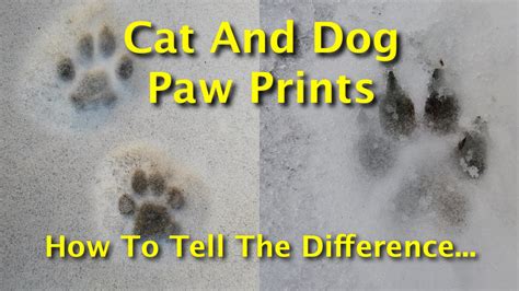 Cat And Dog Paw Prints How To Tell The Difference Between Canine And