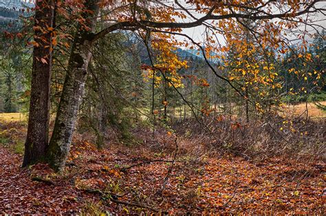 Des Arbres La Nature Paysage Photo Gratuite Sur Pixabay Pixabay