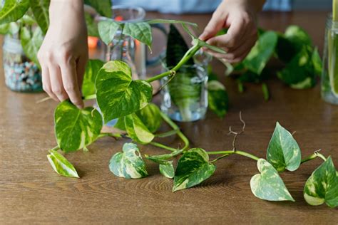 How To Propagate Pothos Step By Step Guide With Pictures