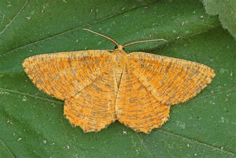 1924 Orange Moth Angerona Prunaria Moth Beautiful Butterflies