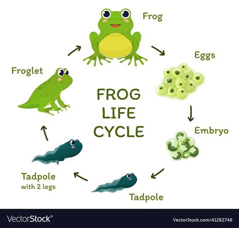 Frog life cycle educational poster template with arrows and place for ...