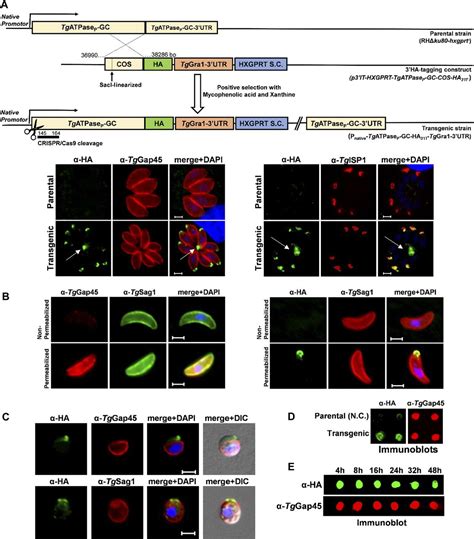 An Unusual And Vital Protein With Guanylate Cyclase And P4 Atpase