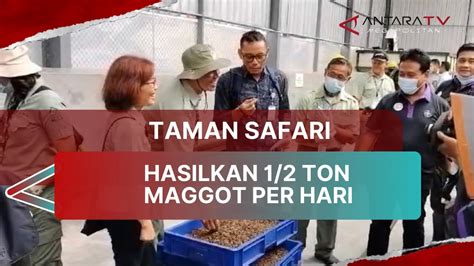 TAMAN SAFARI HASILKAN 1 2 TON MAGGOT PER HARI YouTube