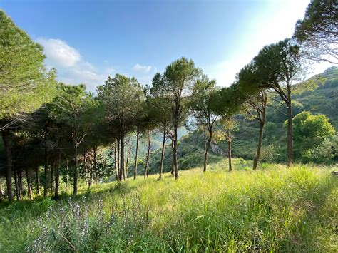 How To Grow And Care For A Cedar Of Lebanon Tree » GreenLife