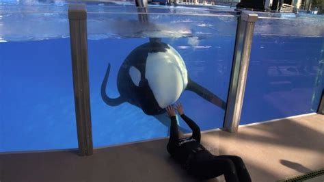 Tilikums Legacy Captive Orca Whale Taught Us ‘invaluable Lessons