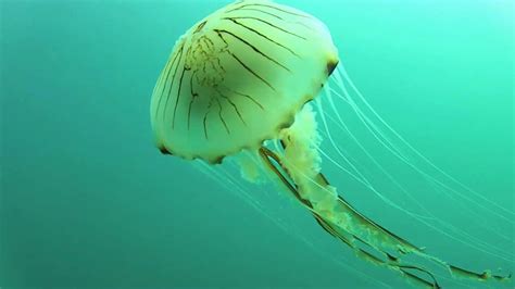 Movimiento De La Medusa Aguamar Imágenes Y Fotos