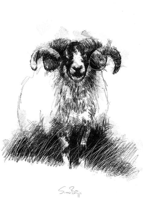 Ram Seanbriggs In 2024 Goat Art Black And White Art Drawing