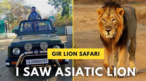 Gir Lion Safari Gir National Park Gujarat Vlog Sasan Gir Jungle Safari Youtube