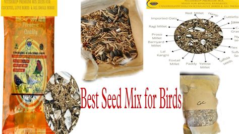 Best Seed Mix For Pet Birds Birdslover Cockatiel Lovebirds Aviary