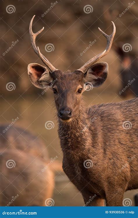 Close-up of Male Sambar Deer with Antlers Stock Photo - Image of closeup, water: 93930536