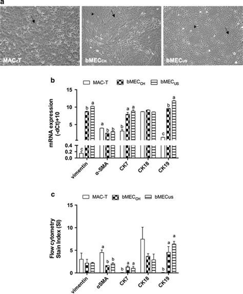 Morphology Of Bovine Mammary Cell Cultures The Confluent Monolayers Of