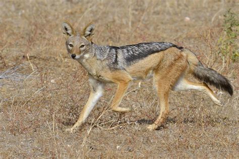 Jackal Howies Wildlife Images