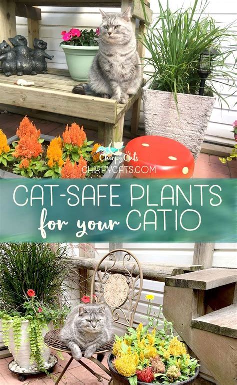 A Cat Safe Garden Of Non Toxic Plants Your Cats Will Love Cat Safe