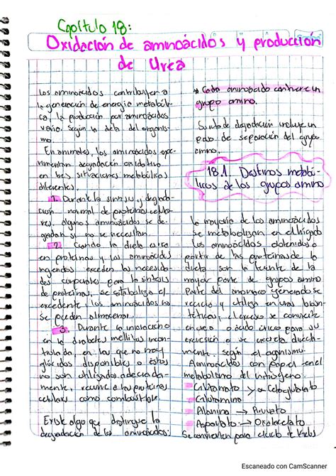 SOLUTION Oxidacion De Aminoacidos Y Produccion De Urea Studypool