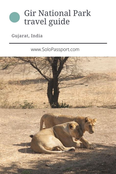 Gir National Park Travel Guide, Including Safari Charges (2024 ...