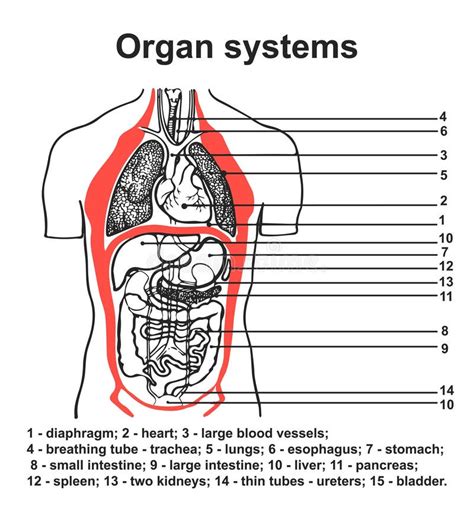 Human Body Organ Systems Detailed Chart For Anatomy Presentation Poster