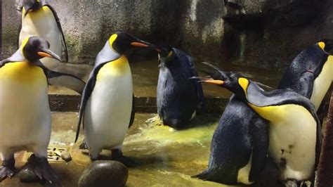 Una pareja de pingüinos gay adopta a una cría olvidada por sus padres Penguins Animals Zoo
