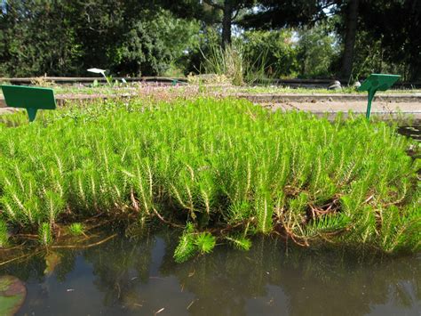 Myriophyllium propinquum – Wallis Creek Watergarden