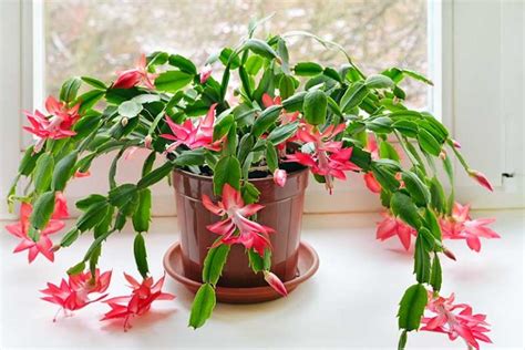 How To Grow And Care For Christmas Cactus Gardener’s Path