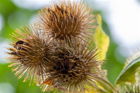 Burdock Wild Plant Faded Free Photo On Pixabay Pixabay