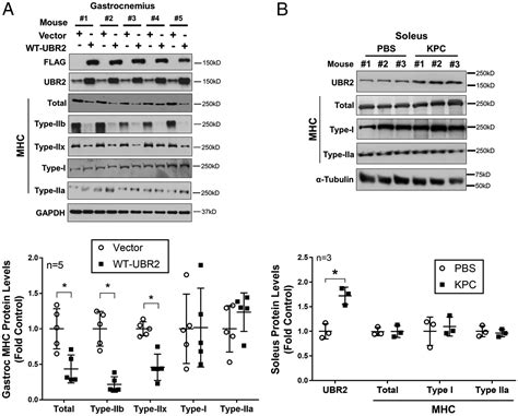 Ubr Targets Myosin Heavy Chain Iib And Iix For Degradation Molecular