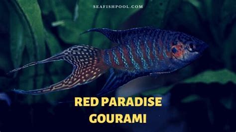 Red Paradise Gourami Fish - Profile | Care | Tank - SeaFish