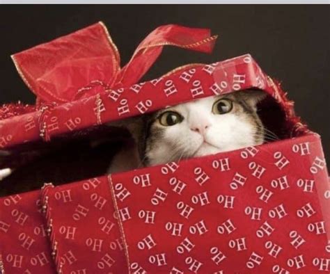 A Cat Peeking Out From Behind A Red Gift Box