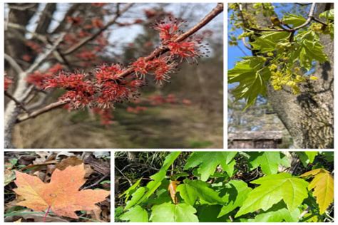 Maple Tree Identification By Leaf Chart Pictures