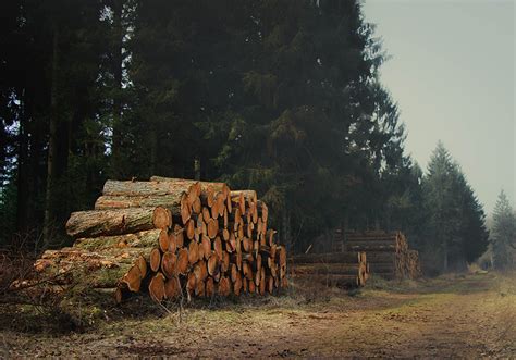 Fotomural Bosque Troncos Del Bosque Tenvinilo