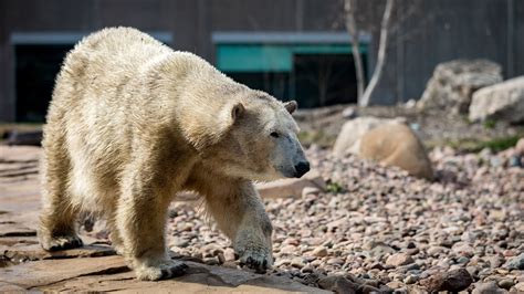 Polar Bears International - Conservation | Henry Vilas Zoo