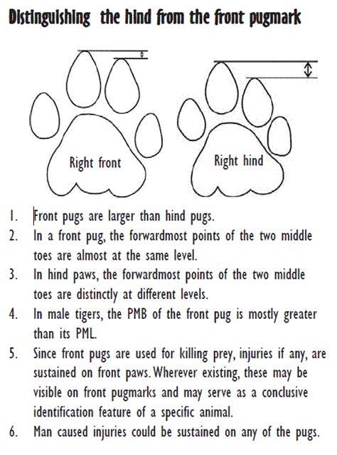 Tiger and Lion Paw Size - Page 13 - Animal vs Animal