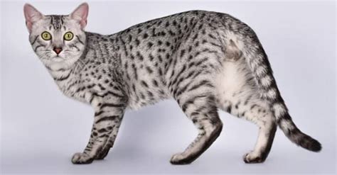 Egyptian Mau Pictures - AZ Animals