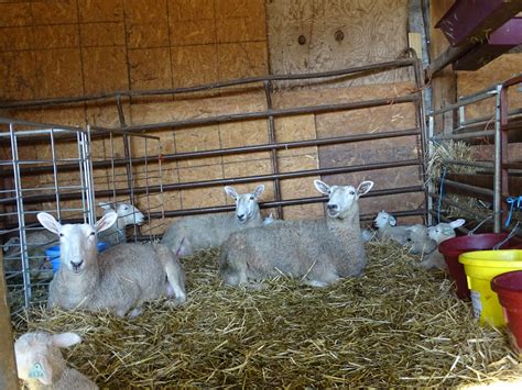 Border Leicester | Maryland Sheep and Wool Festival