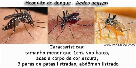 Conquistando Espaços DENGUE PODE MATAR