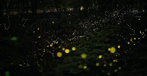 Bohol Firefly Watching Night Cruise At Abatan River With Transfers