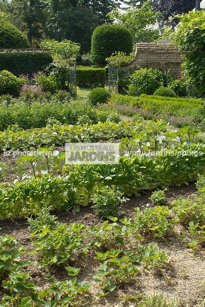 La Phototh Que Les Plus Beaux Jardins Potager Pied De Fraisier