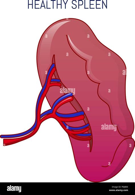 Healthy Spleen Icon Cartoon Style Stock Vector Image And Art Alamy