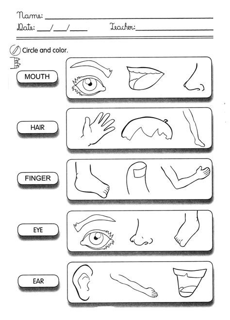 Partes Do Corpo Para Colorir Em Ingles Partes Do Corpo 275