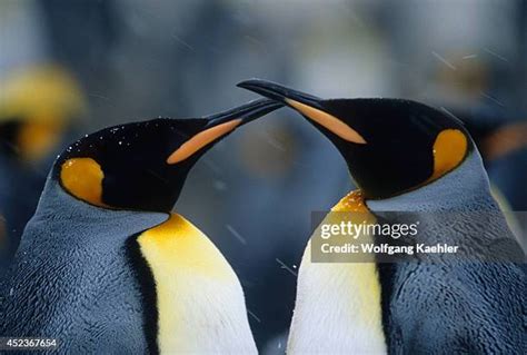 464 Penguin Couple Stock Photos, High-Res Pictures, and Images - Getty Images