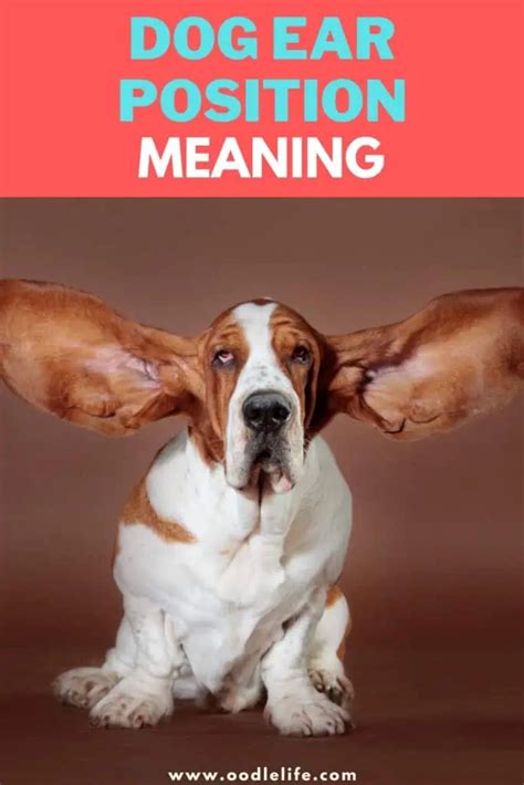 Dog Ear Position Meaning Dog Ear Positions Chart Photos Oodlelife®