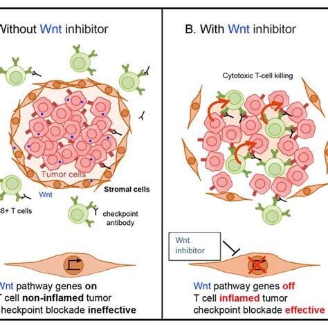 Proposed model for overcoming Wnt signaling driven immune checkpoint... | Download Scientific ...