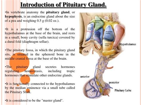 Pituitary Gland