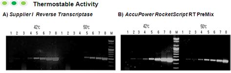 AccuPower RocketScript RT PreMix Master Mix