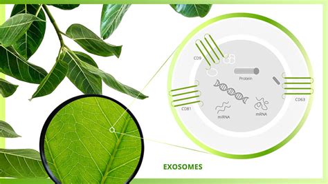 Plant Exosomes Power Up Your Skincare Change Your Energy