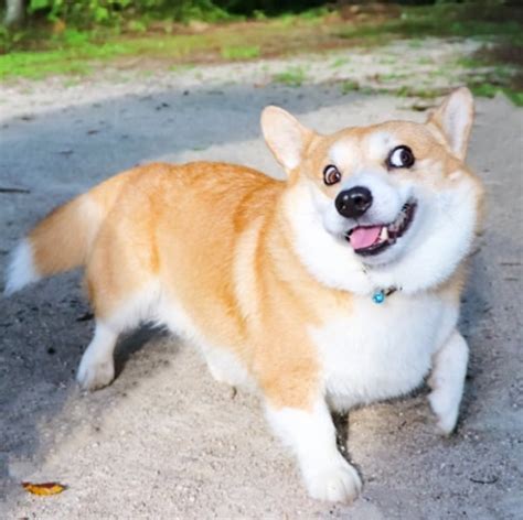 This Corgi Has Perfectly Hilarious Expressions For Every Occasion And ...