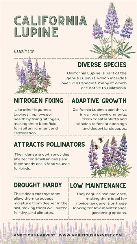 California Lupine A Stunning Native Wildflower For Your Garden