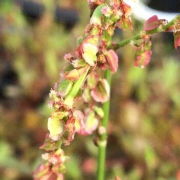 Common Sorrel Seeds Plugs Pots Turf Online