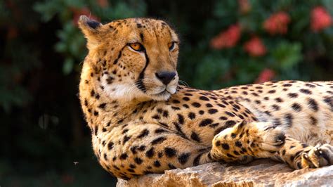 Wallpaper Cheetah, rest, look back, wild cat 2560x1440 QHD Picture, Image